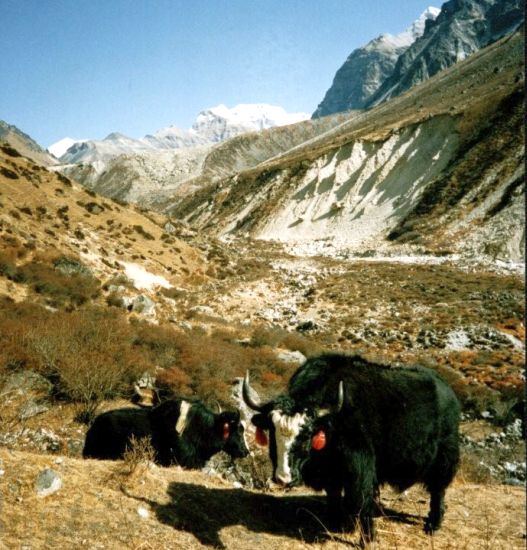 Approach from Kambachen to Lhonak on North Side of Mount Kangchenjunga