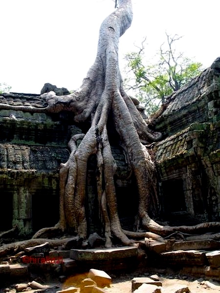 Tree Roots overgrowing Ta Prohm Temple at Siem Reap in northern Cambodia