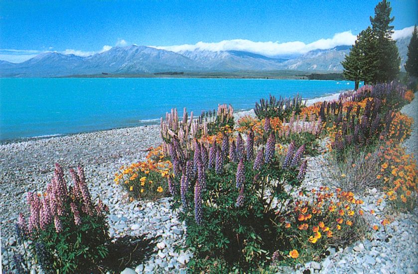 Tekapo Lake in South Island of New Zealand