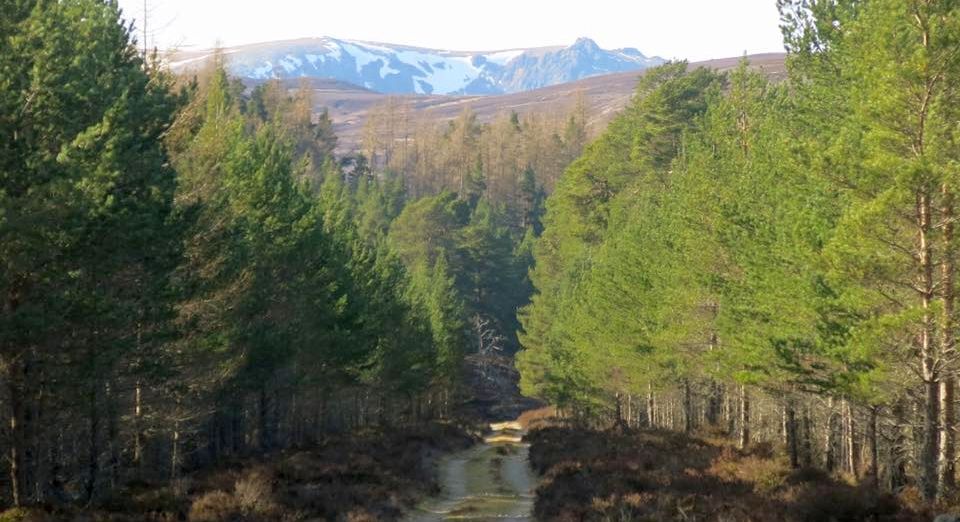 Approach to Beinn a Bhuird