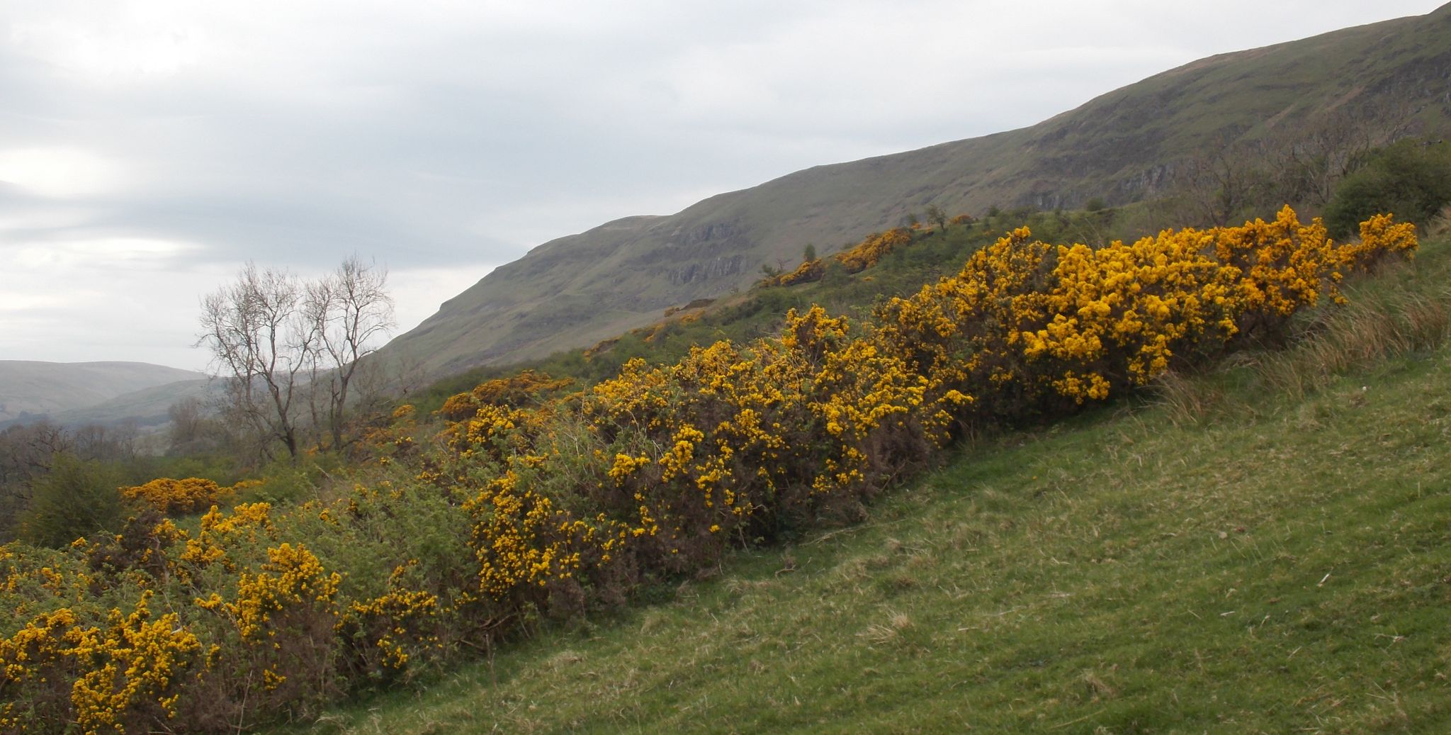 Gorse on descent from Campsie Fells