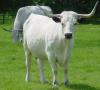 White_Park_cattle.jpg