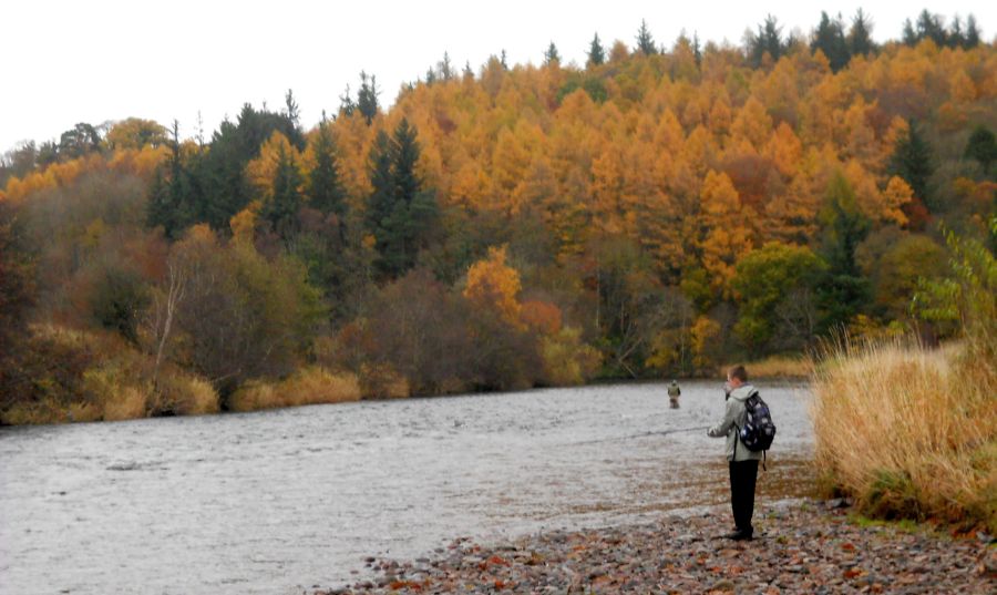 Brownlee Wood above the River Clyde