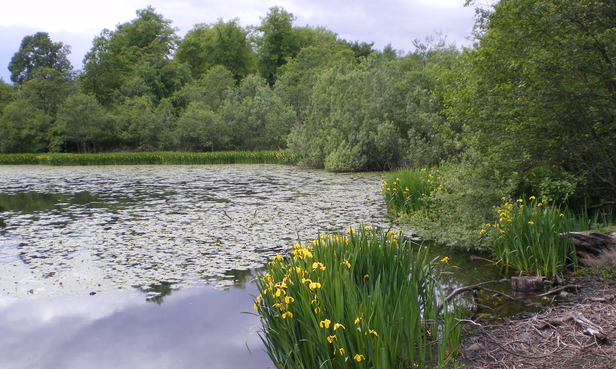 Kilmardinny Loch in Bearsden