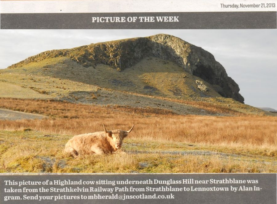 Highland Cow beneath Dunglass