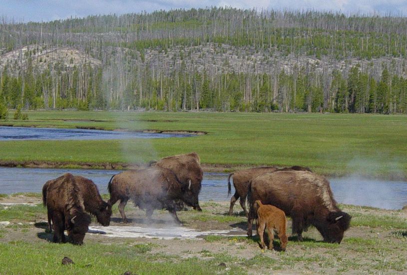 Bison in Yellowstone National Park, USA